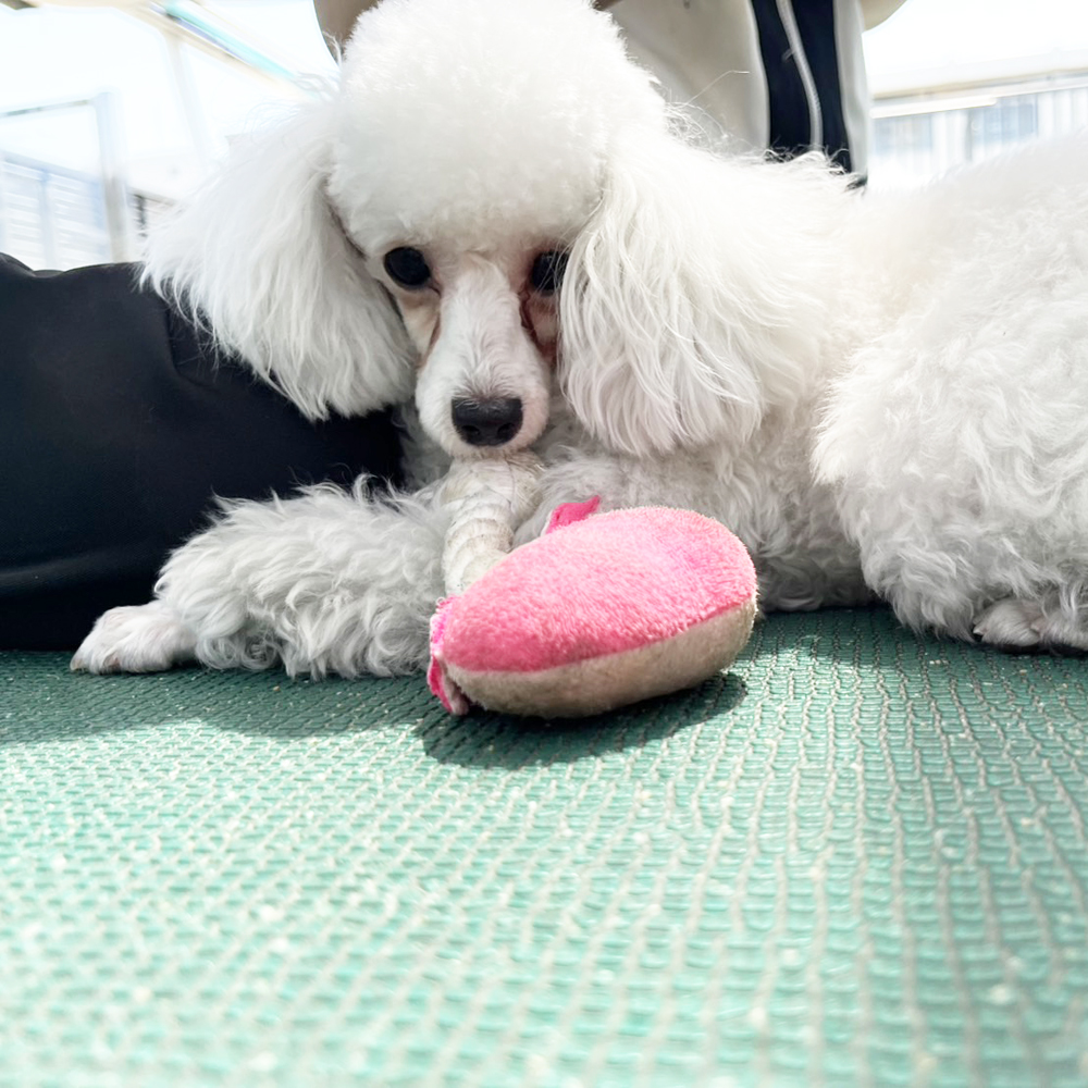 生徒が撮影したモデル犬写真♪①